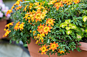 Bidens ferulifolia 'Bidy Bop Shine Star'