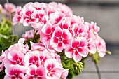 Pelargonium interspecific 'Sarita White Splash'