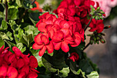 Pelargonium ,Sarita Sunstar Red'