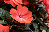 Impatiens neuguinea 'Magnum Wild Salmon