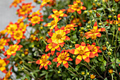 Bidens ferulifolia 'Bidy Bop Shine Star'