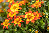 Bidens ferulifolia 'Bidy Bop Shine Star'