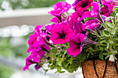 Petunia 'Potunia Plus Purple