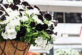 Petunia Sweetunia Confetti Garden™ 'Black White'