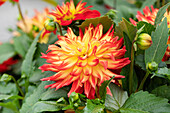 dahlia Dahlinova Hypnotica® 'Icarus'