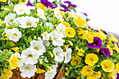 Calibrachoa Aloha Kona® Confetti Garden™ 'Hawaiian Hoku Star'