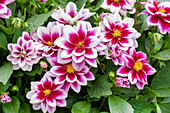 Dahlia 'Dahlinova® Florida