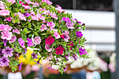 Calibrachoa Aloha Double Confetti Garden™ 'MyGirly'