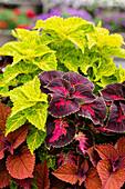 Coleus blumei Confetti Garden Main Street 'Duffy Square'