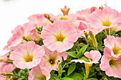 Petunia 'Sweetunia Baby Pink'