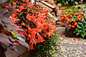 Begonia SUMMERWINGS™ 'Ebony & Orange'