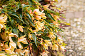 Begonia SUMMERWINGS Vanilla Elegance