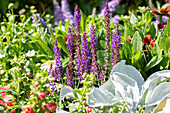 Salvia nemorosa 'Blue Bouquetta'®