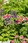 Salvia ROCKIN 'Deep Purple'