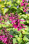 Salvia ROCKIN Fuchsia