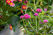 Gomphrena globosa 'Truffula Pink' Pink