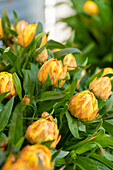 Helichrysum bracteatum SUNBRELLA Orange