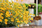 Tagetes 'Gold Medal'