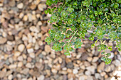 Thymus vulgaris x pulegioides