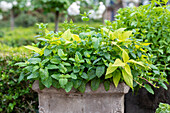 Herbs in tubs