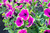 Petunia 'Buzz Purple'