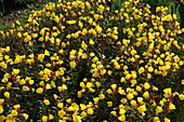 Oenothera fruticosa