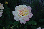 Rosa 'Peace'