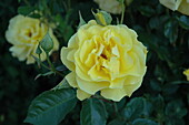 Bed rose, yellow