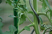 Tomato on a spiral stick