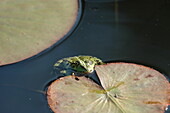 Frosch am Seerosenblatt