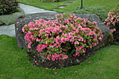 Rhododendron obtusum, pink