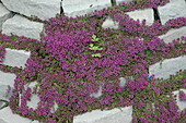 Wall with thyme