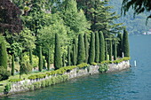 Pillar conifers on the lakeshore