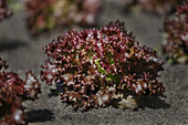 Lactuca sativa var. crispa, red