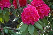 Rhododendron, red