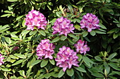 Rhododendron, pink