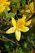 Rhododendron luteum