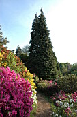 Solitärkonifere im Rhododendronhain