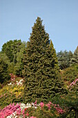 Solitary conifers in the rhododendron grove