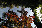 Maple and bamboo in autumn foliage