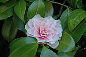 Camellia