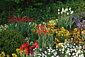 Beet mit Tulpen und Frühlingsblühern