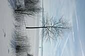 Tree in snow landscape
