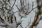 Zweig mit Flechten im Schnee