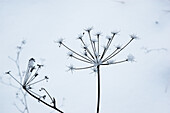 Samenstände im Schnee