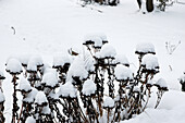 Hydrangea flowers in the snow