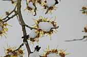 Hamamelis x intermedia Arnold Promise