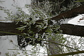 Bambus im Schnee