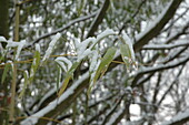 Bambusblätter im Schnee