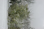 Snow landscape with bamboo